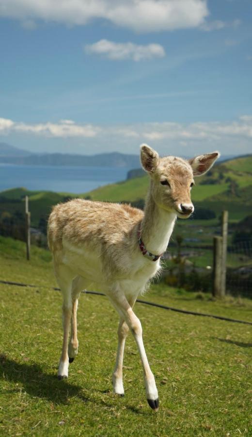 Hilltop Whakaipo Estate Таупо Екстериор снимка