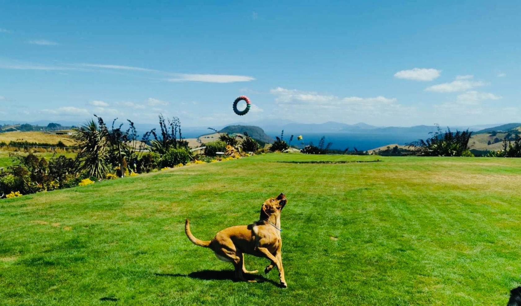 Hilltop Whakaipo Estate Таупо Екстериор снимка