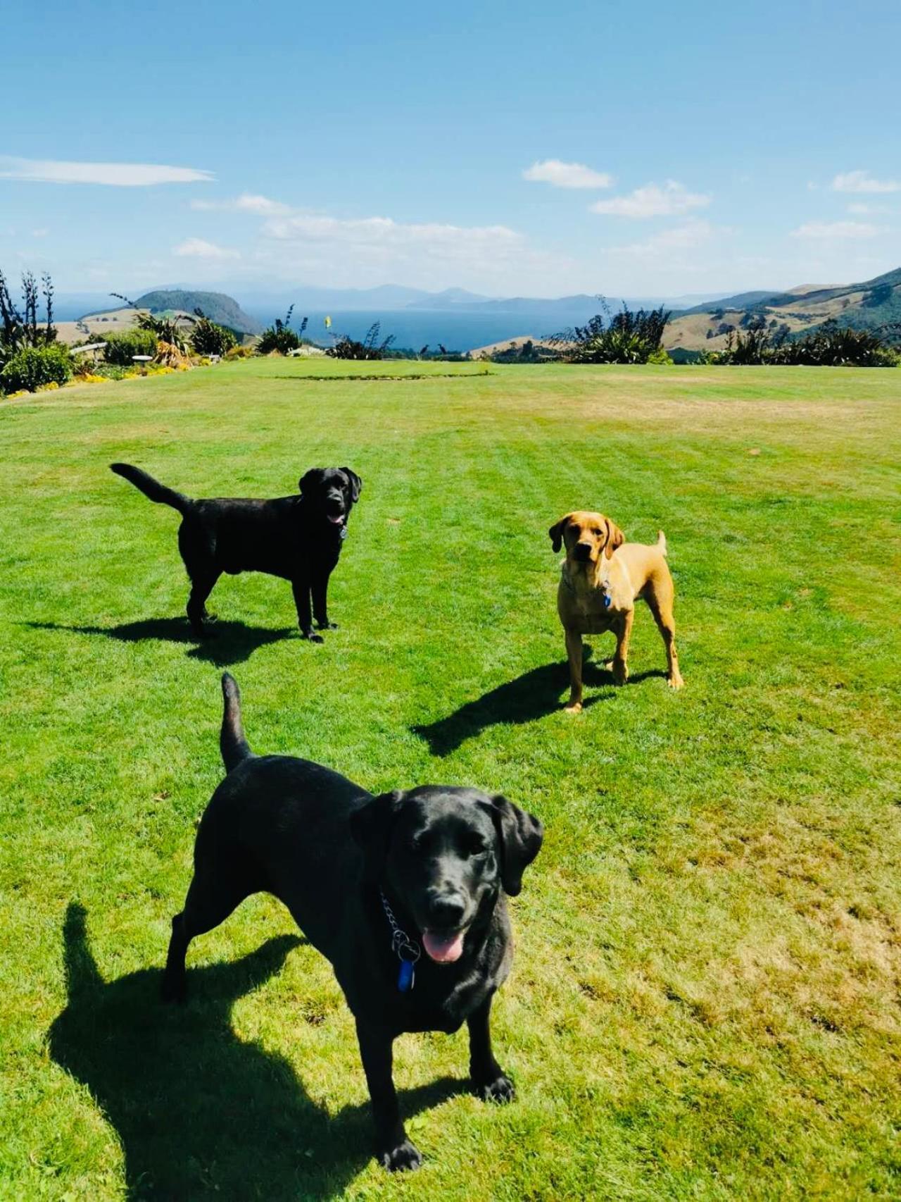 Hilltop Whakaipo Estate Таупо Екстериор снимка